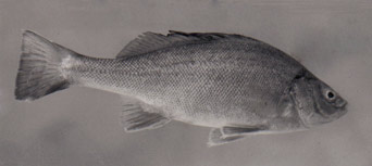 Aquaculture News